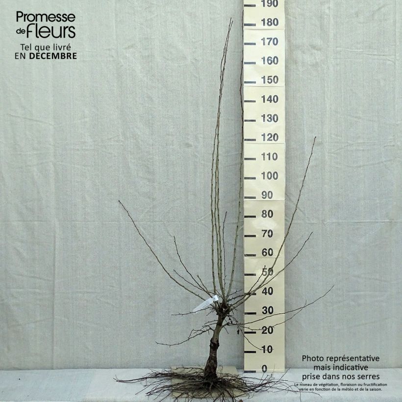 Crataegus laevigata Paul's Scarlet Piante piccole a radice nuda esemplare consegnato in inverno