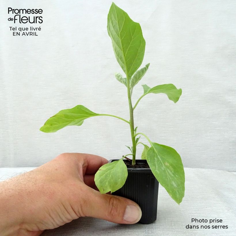 Example of Melanzana Bonica F1 (piante) Vasetto da 7/8 cm as you get in printemps