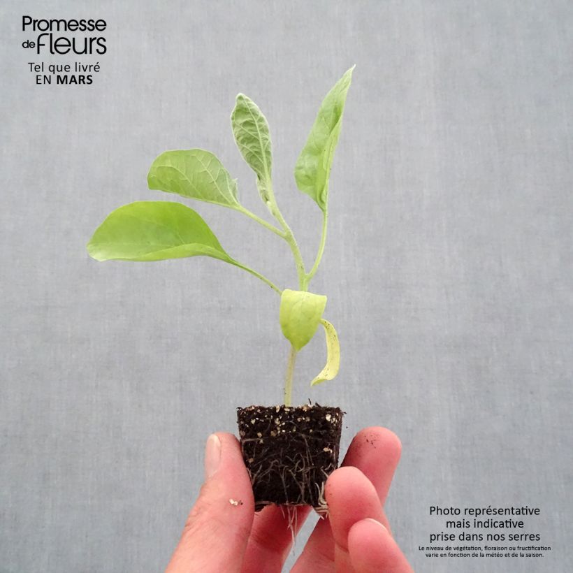 Example of Melanzana Bonica F1 (piante) mini zolla... as you get in printemps