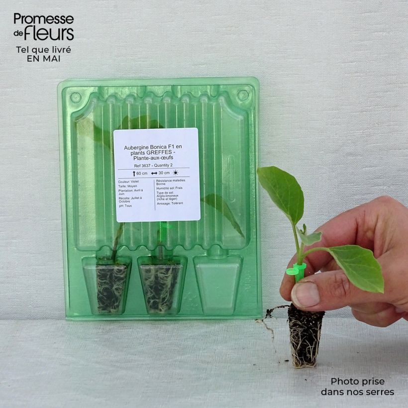 Example of Melanzana Bonica (piante innestate) Mini zolla Ø 1,5/2,5 cm as you get in printemps