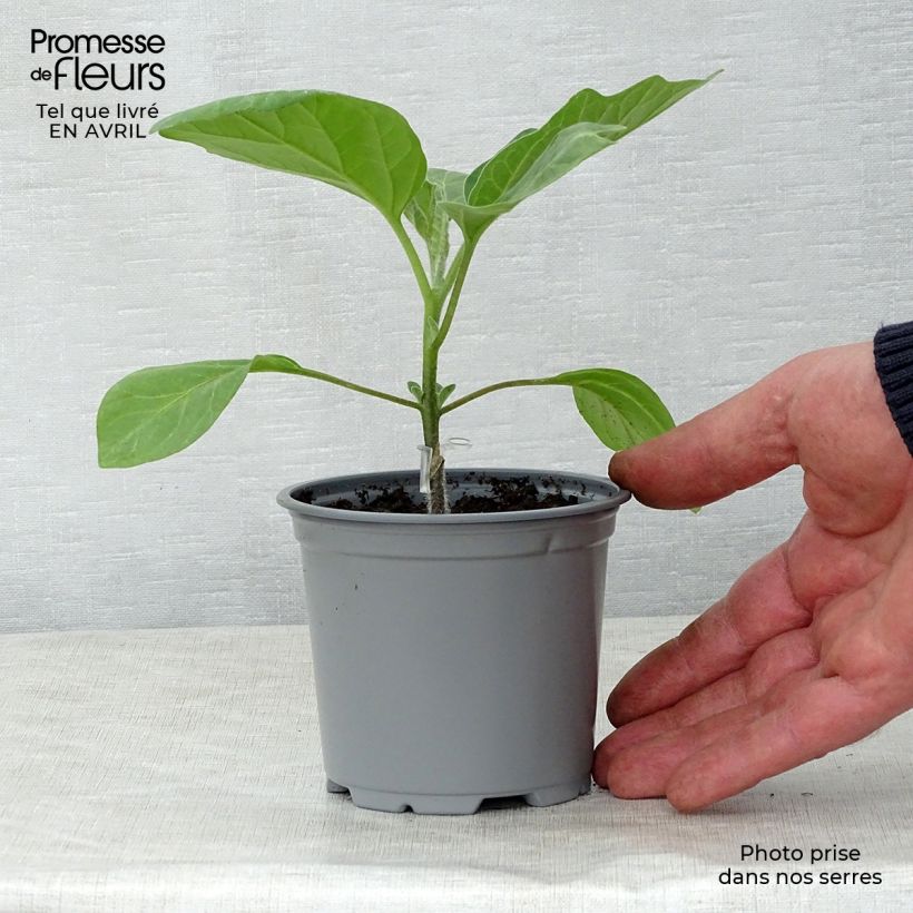 Example of Melanzana Bonica (piante innestate) Vasetto da 8/9 cm as you get in printemps