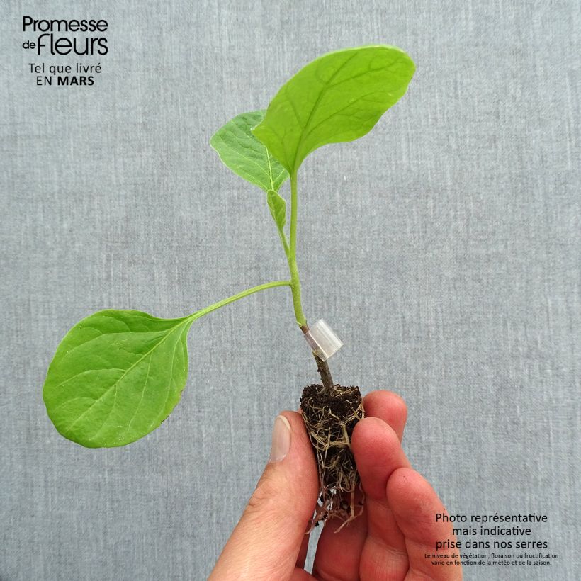 Example of Melanzana Clara F1 Mini zolla Ø 1,5/2,5 cm as you get in printemps