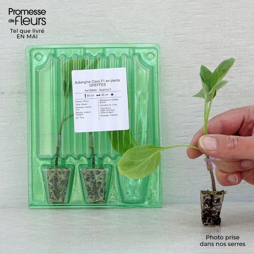 Melanzana Clara F1 (piante innestate) mini zolla... esemplare consegnato in primavera