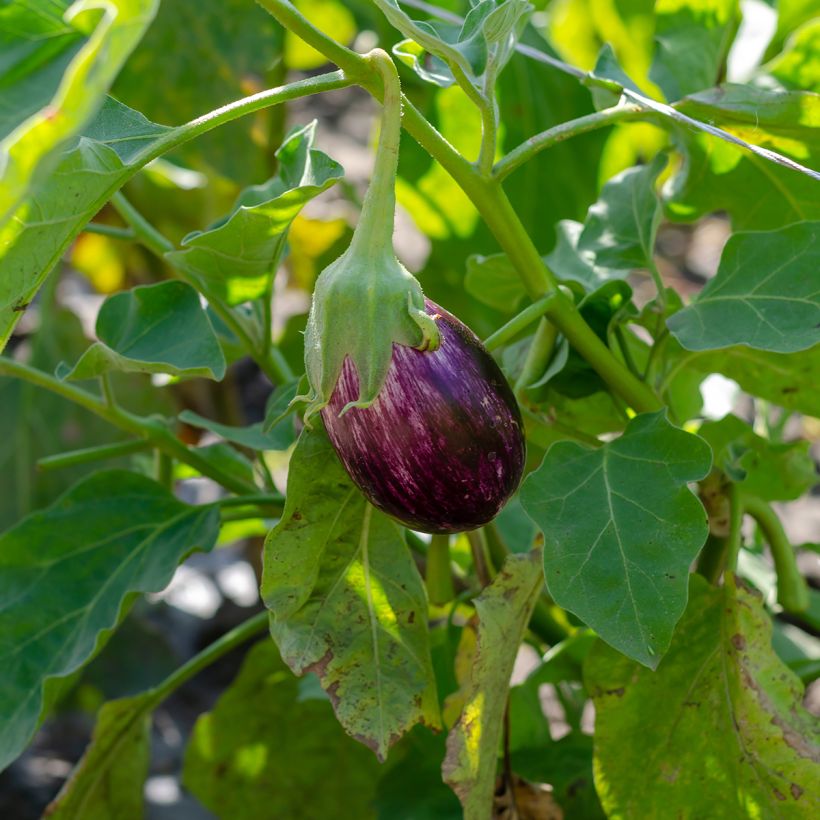 Melanzana Listada de Gandia (Porto)