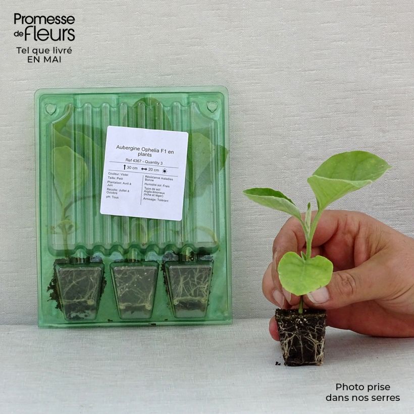 Example of Melanzana Ophelia F1 (piante) mini zolla... as you get in printemps