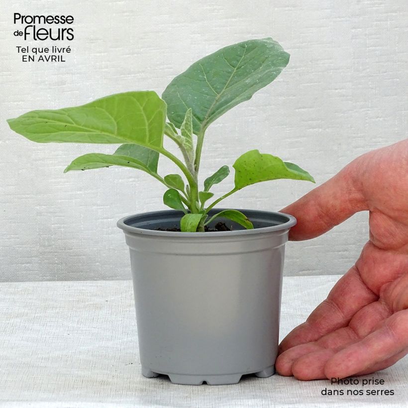 Example of Melanzana Ophelia F1 (piante) Vasetto da 8/9 cm as you get in printemps