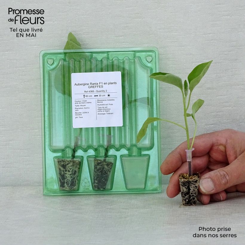 Melanzana Rania F1 mini zolla... esemplare consegnato in primavera