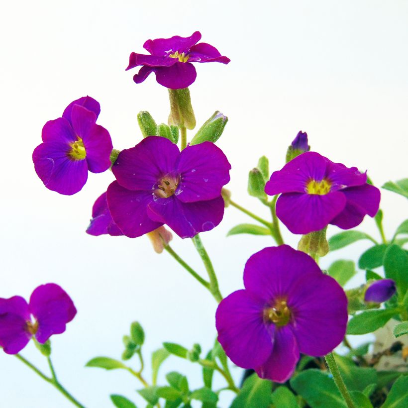 Aubrieta Bressingham Red - Aubrezia (Flowering)