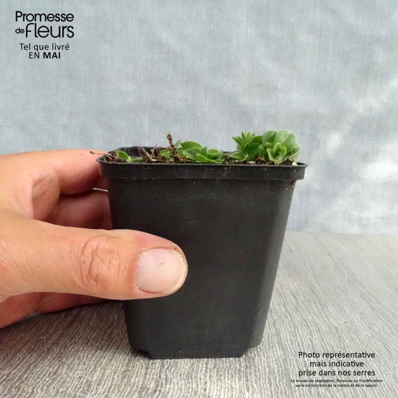 Example of Aubrieta Bressingham Red - Aubrezia Vasetto da 8/9 cm as you get in printemps