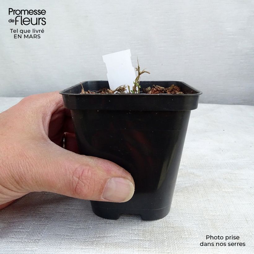 Example of Aubrieta Royal Blue - Aubrezia Vasetto da 8/9 cm as you get in printemps