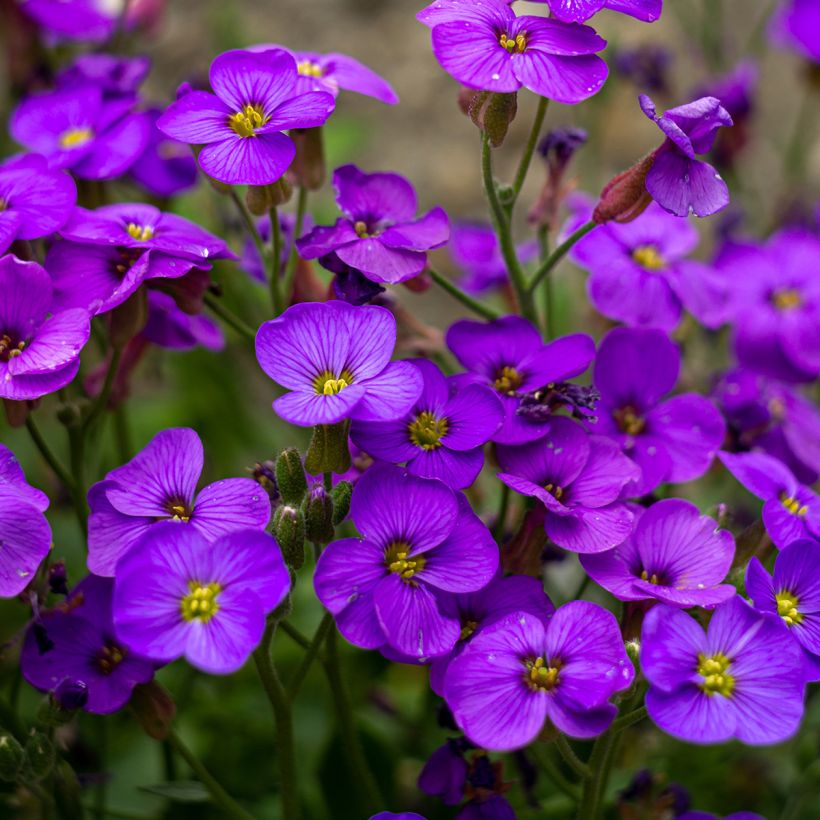 Aubrieta Royal Blue - Aubrezia (Flowering)