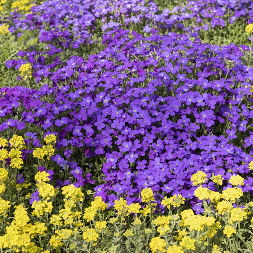 Aubrieta Royal Blue - Aubrezia (Plant habit)