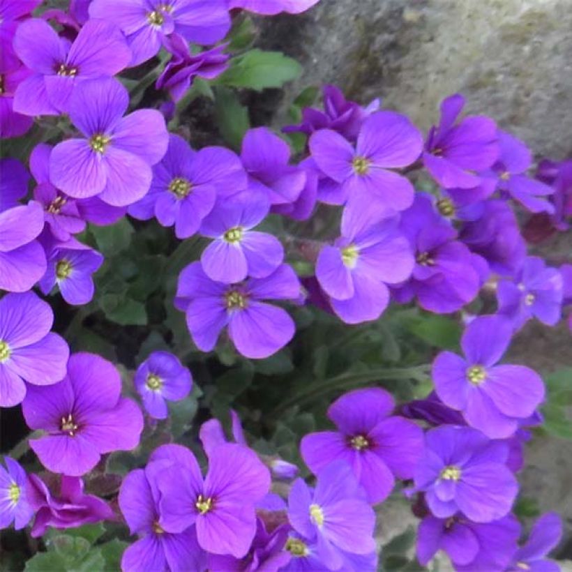 Aubrieta Cascade Purple - Aubrezia (Flowering)