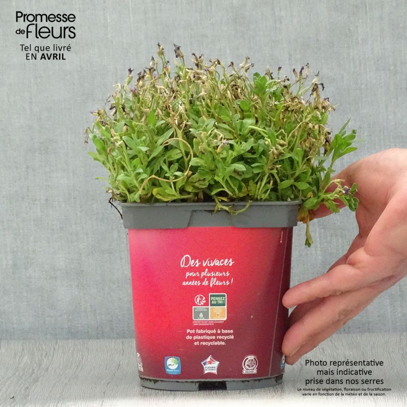 Example of Aubrieta Rose-Red - Aubrezia Vaso da 2L/3L as you get in printemps