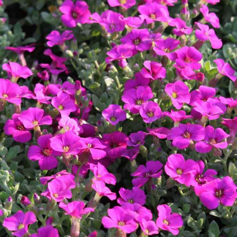 Aubrieta Rose-Red - Aubrezia (Flowering)