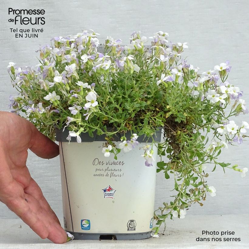 Esemplare di Aubrieta Kitte White - Aubrezia Vaso da 2L/3L consegnato in estate