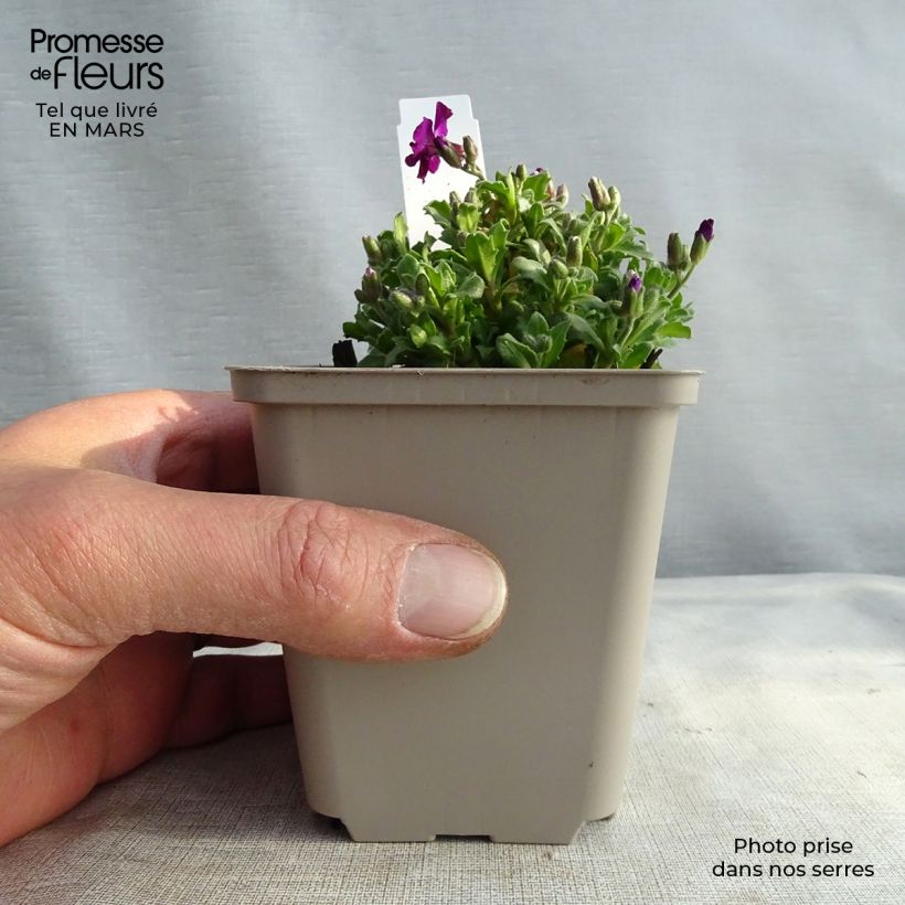 Example of Aubrieta Red Carpet - Aubrezia Vasetto da 8/9 cm as you get in printemps