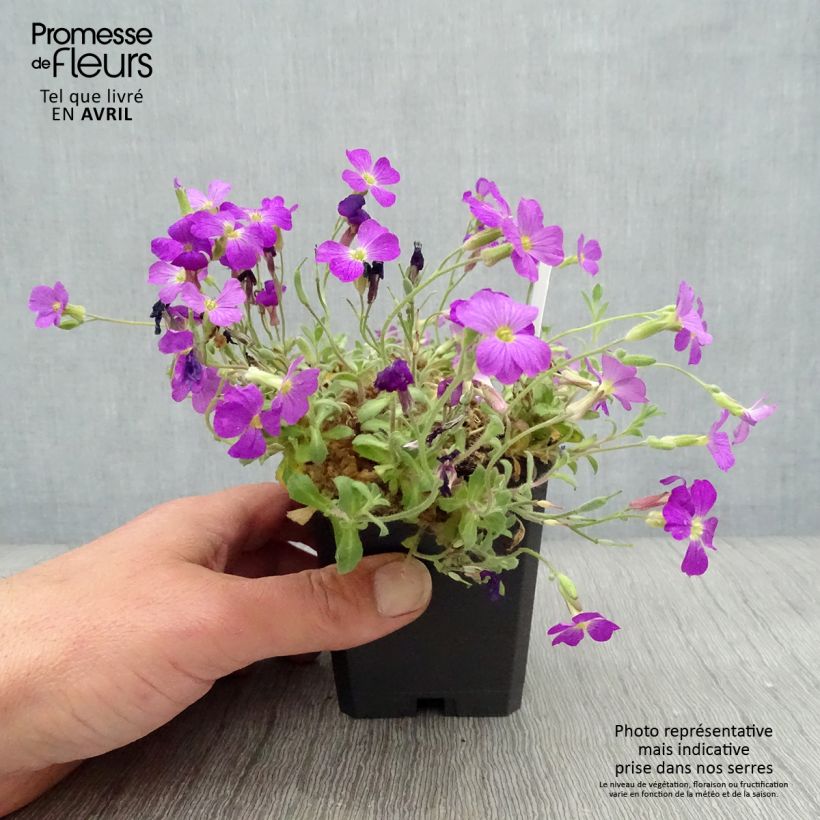Aubrieta Cascade Red - Aubrezia Vasetto da 8/9 cm esemplare consegnato in primavera