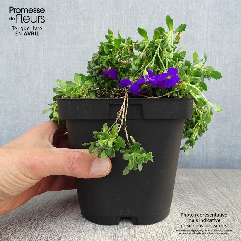 Example of Aubrieta Cascade Purple - Aubrezia Vaso da 2L/3L as you get in printemps
