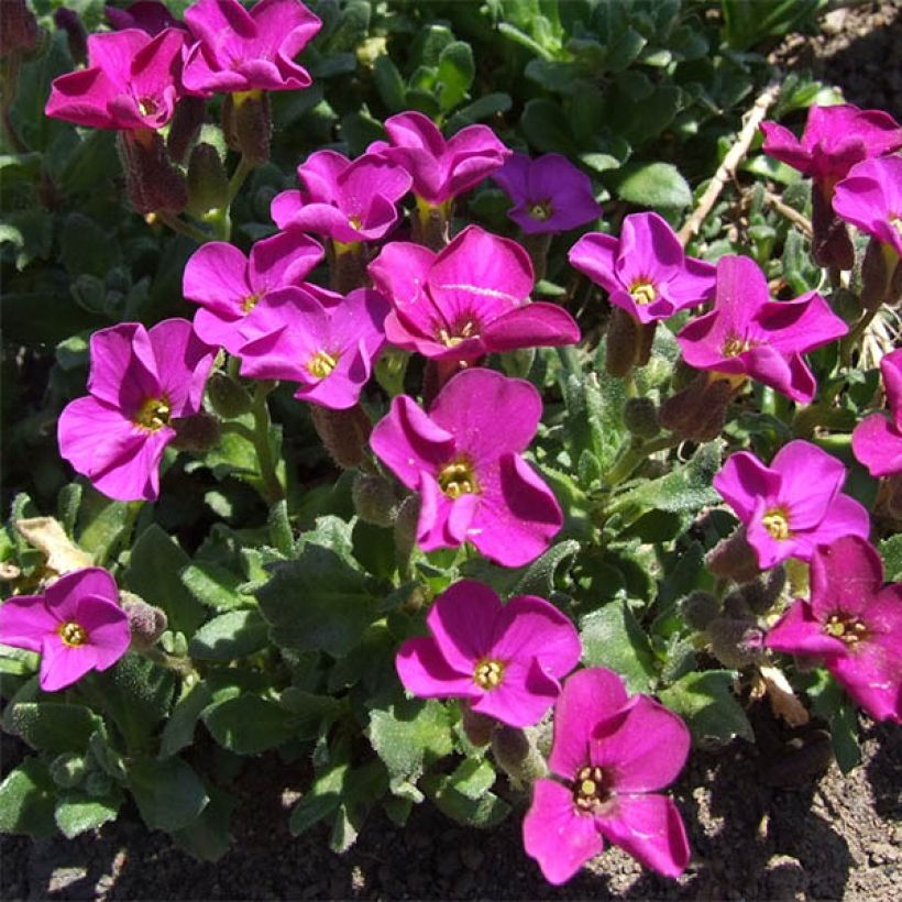 Aubrieta Red Carpet - Aubrezia (Flowering)