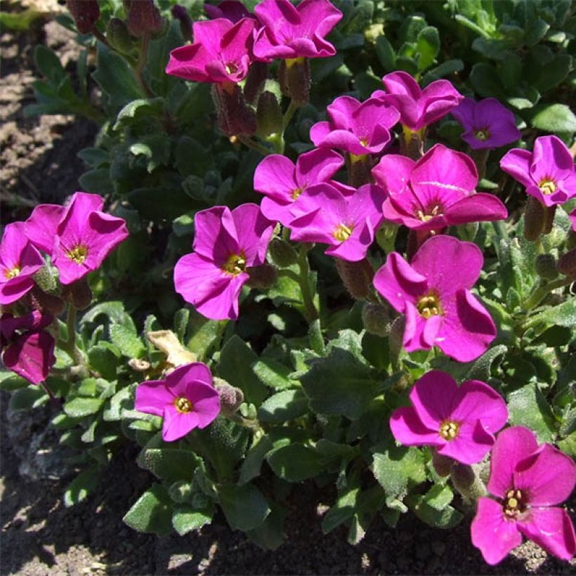 Aubrieta Red Carpet - Aubrezia (Plant habit)