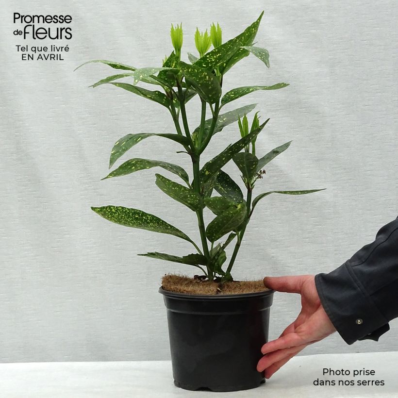 Example of Aucuba japonica Variegata Vaso da 2L/3L as you get in printemps