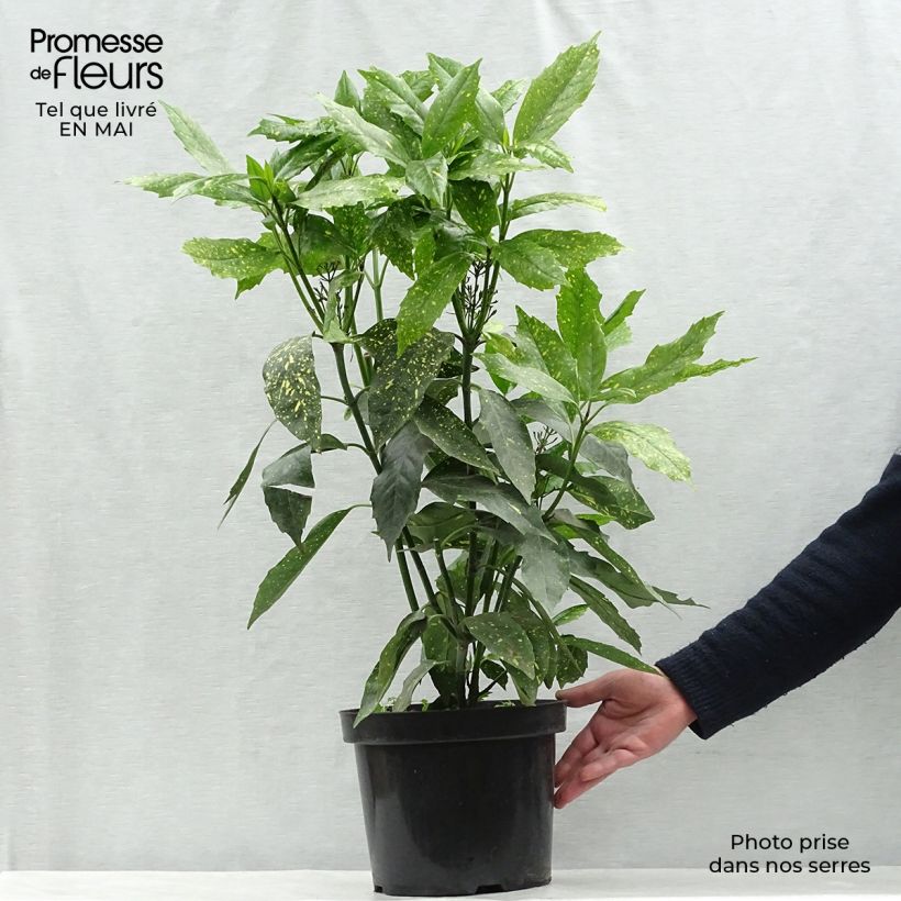 Example of Aucuba japonica Variegata Vaso da 7,5L/10L as you get in printemps