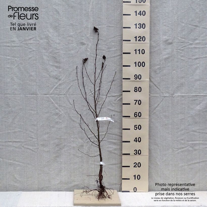 Alnus cordata - Ontano napoletano Piante piccole a radice nuda esemplare consegnato in inverno