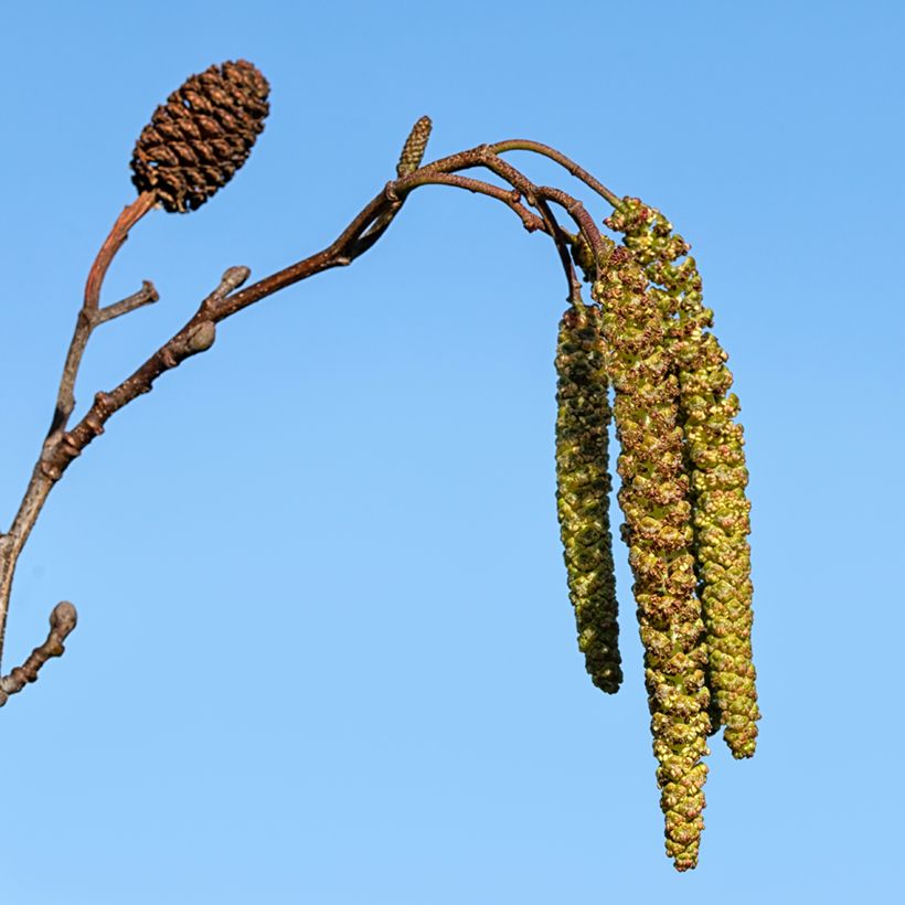 Alnus cordata - Ontano napoletano (Raccolta)
