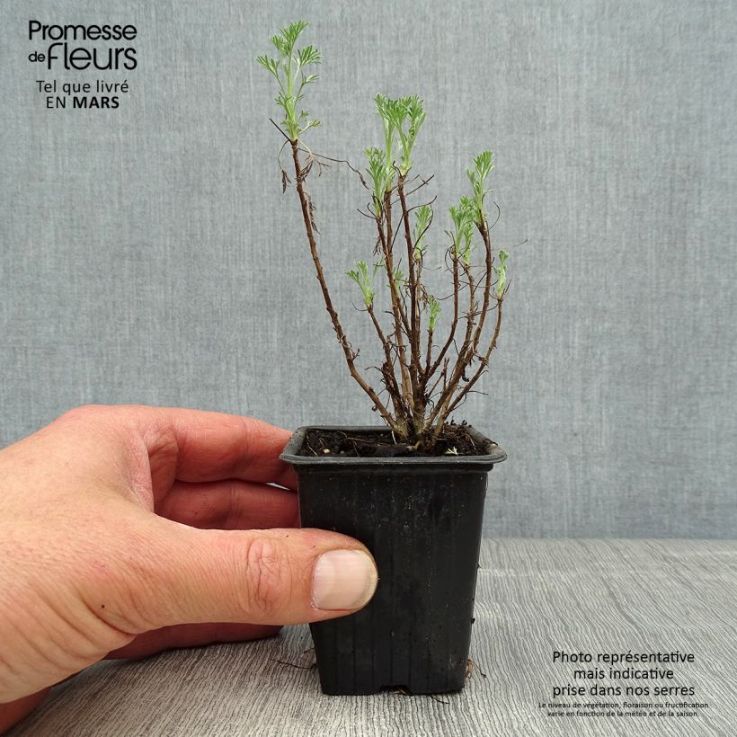 Example of Artemisia abrotanum - Abrotano Vasetto da 7/8 cm as you get in printemps
