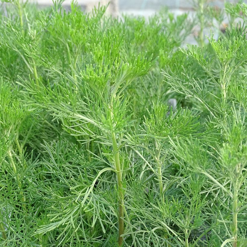 Artemisia abrotanum - Abrotano (Foliage)