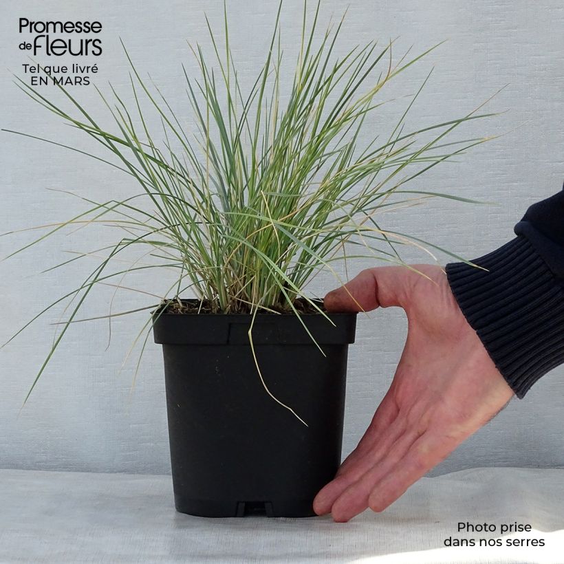 Example of Helictotrichon sempervirens - Avena verdeggiante Vaso da 2L/3L as you get in printemps