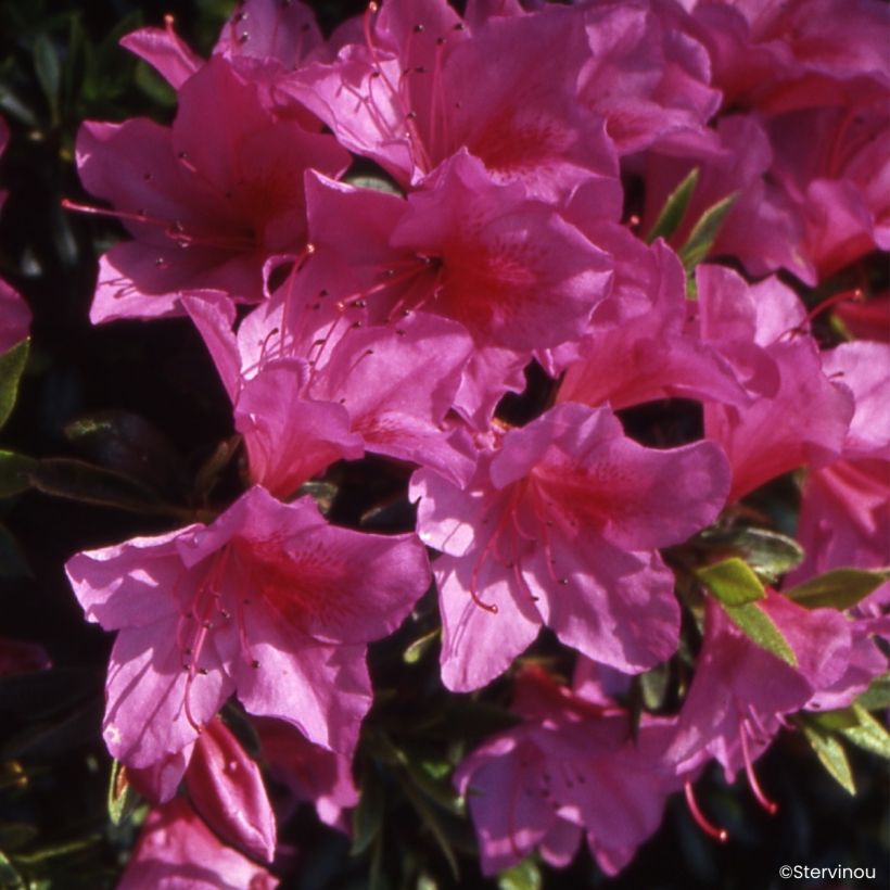 Azalea Beethoven (Fioritura)