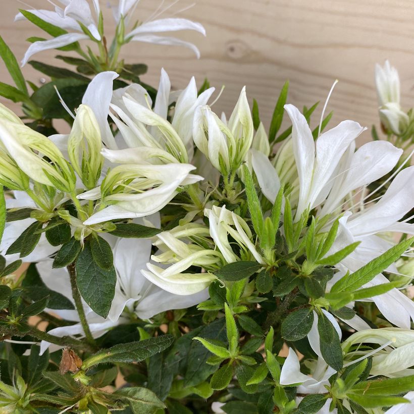 Azalea Koromo shikibu White (Fogliame)