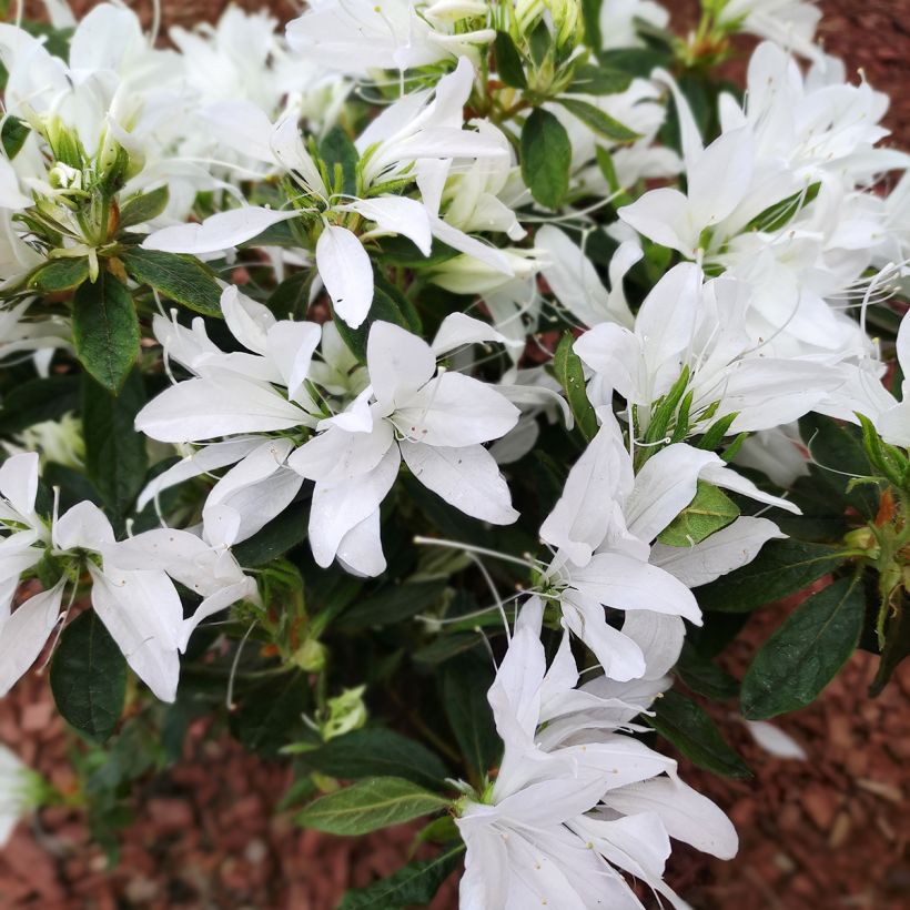 Azalea Koromo shikibu White (Fioritura)
