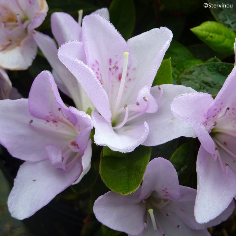 Azalea japonica Rêve de Lilas (Fioritura)