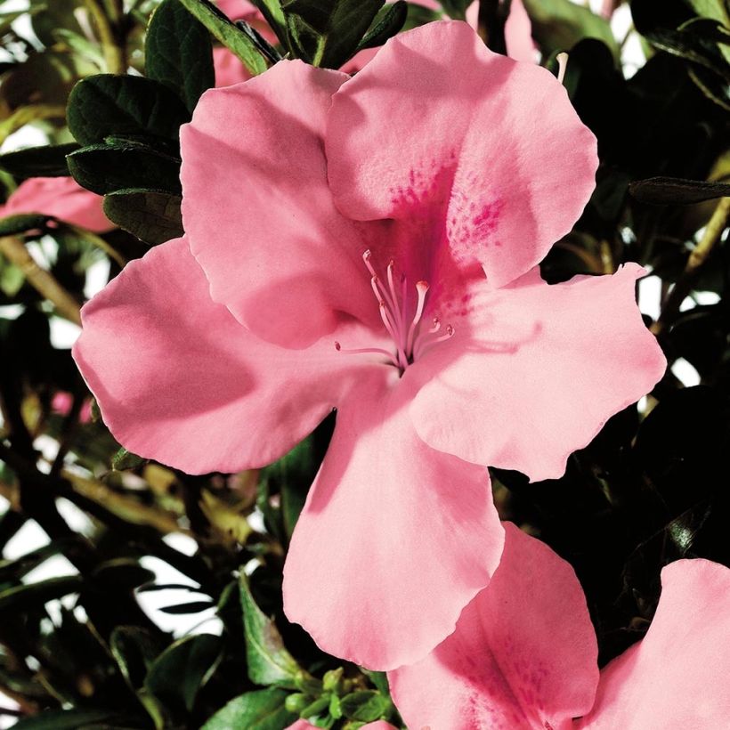 Azalea japonica ENCORE Debutante (Fioritura)