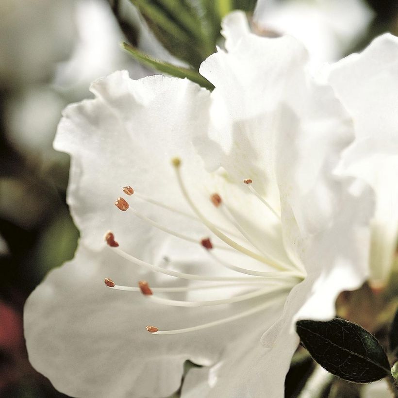 Azalea japonica ENCORE Ivory (Fioritura)