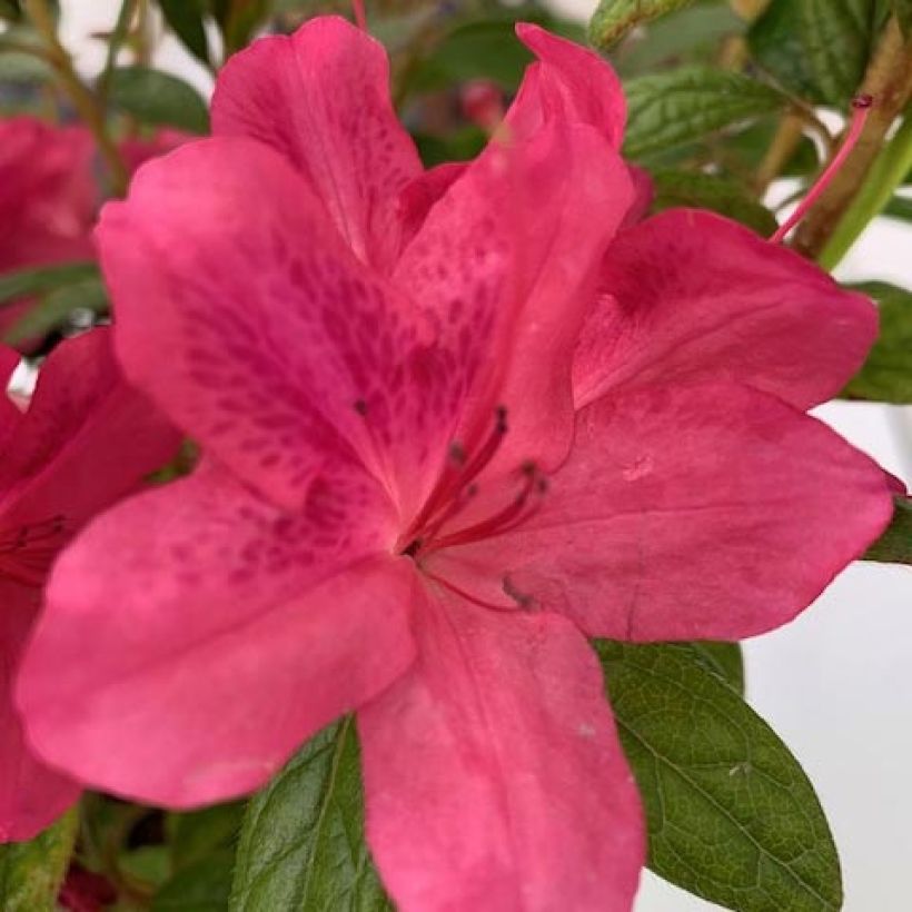Azalea japonica ENCORE Jewel (Fioritura)