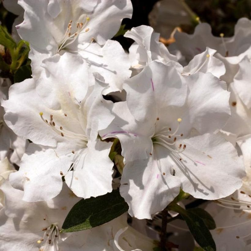 Azalea japonica ENCORE Lily (Fioritura)
