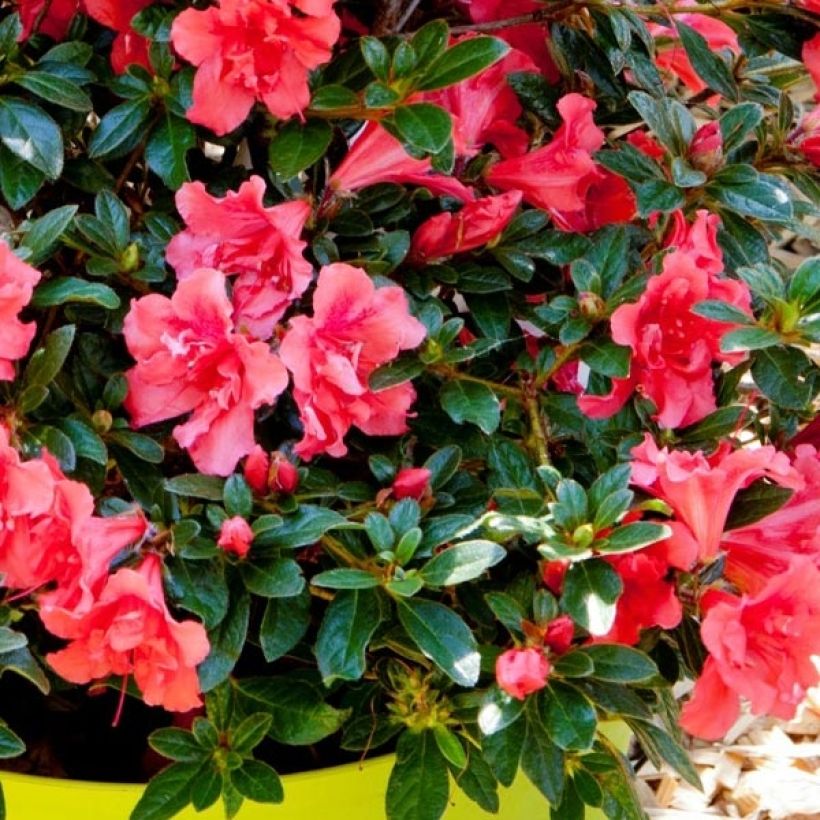 Azalea japonica ENCORE Princess (Fogliame)