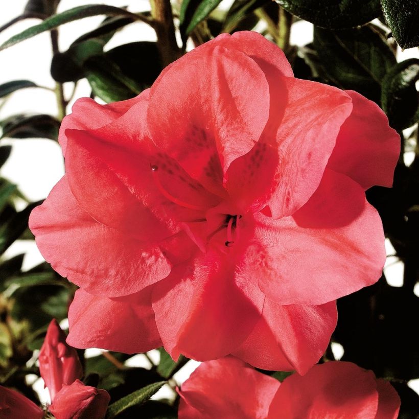 Azalea japonica ENCORE Princess (Fioritura)