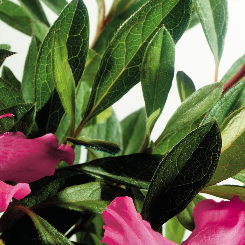 Azalea japonica ENCORE Sundance (Fogliame)