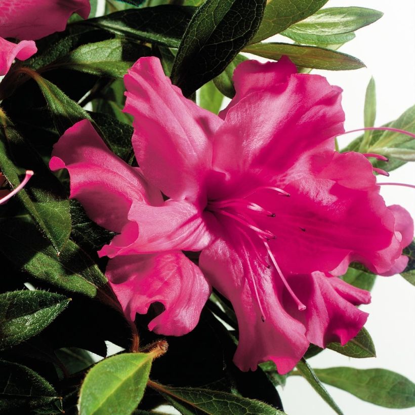 Azalea japonica ENCORE Sundance (Fioritura)