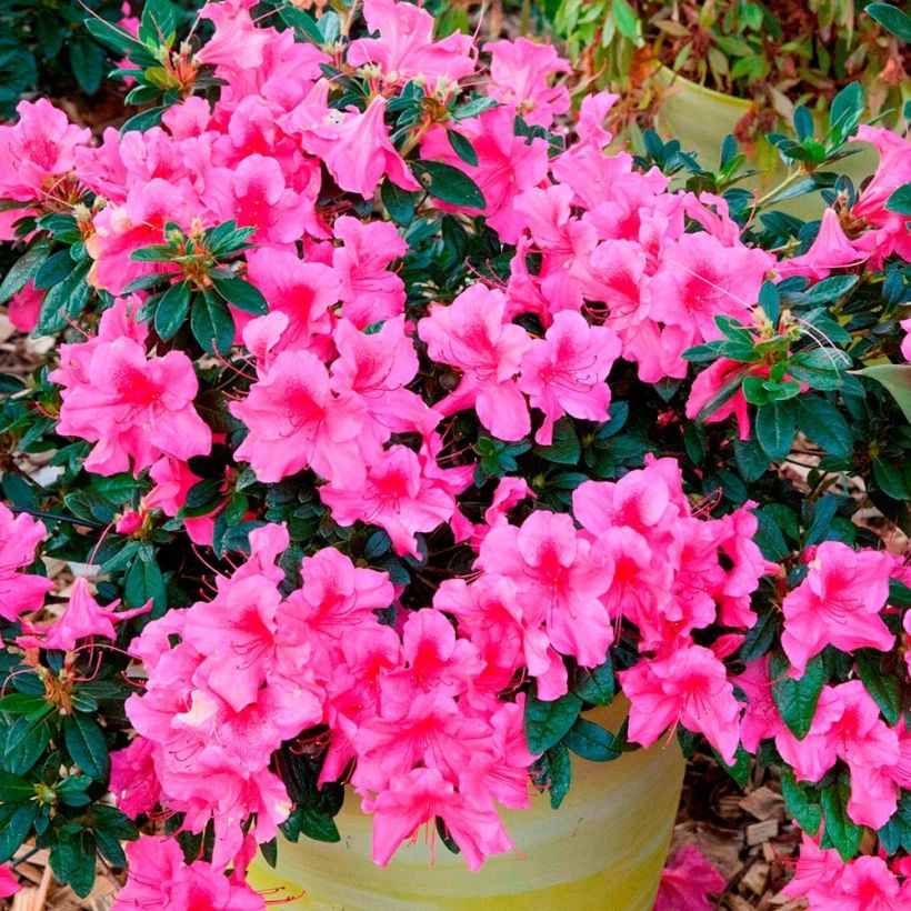 Azalea japonica ENCORE Sundance (Porto)