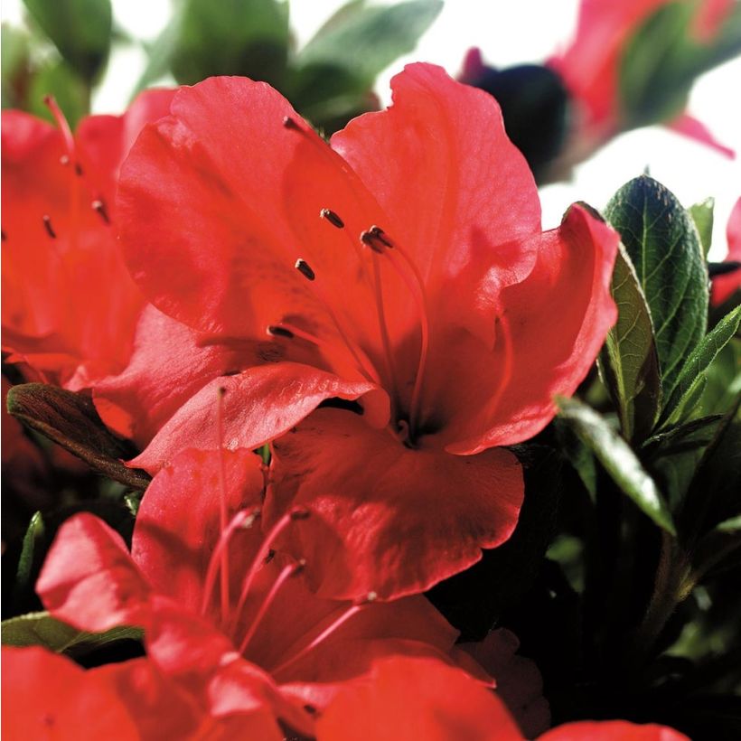 Azalea japonica ENCORE Sunset (Fioritura)