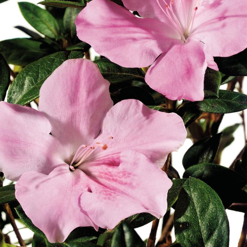 Azalea japonica ENCORE Sweetheart (Flowering)