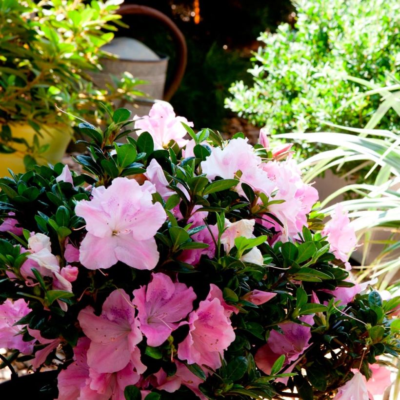 Azalea japonica ENCORE Sweetheart (Plant habit)