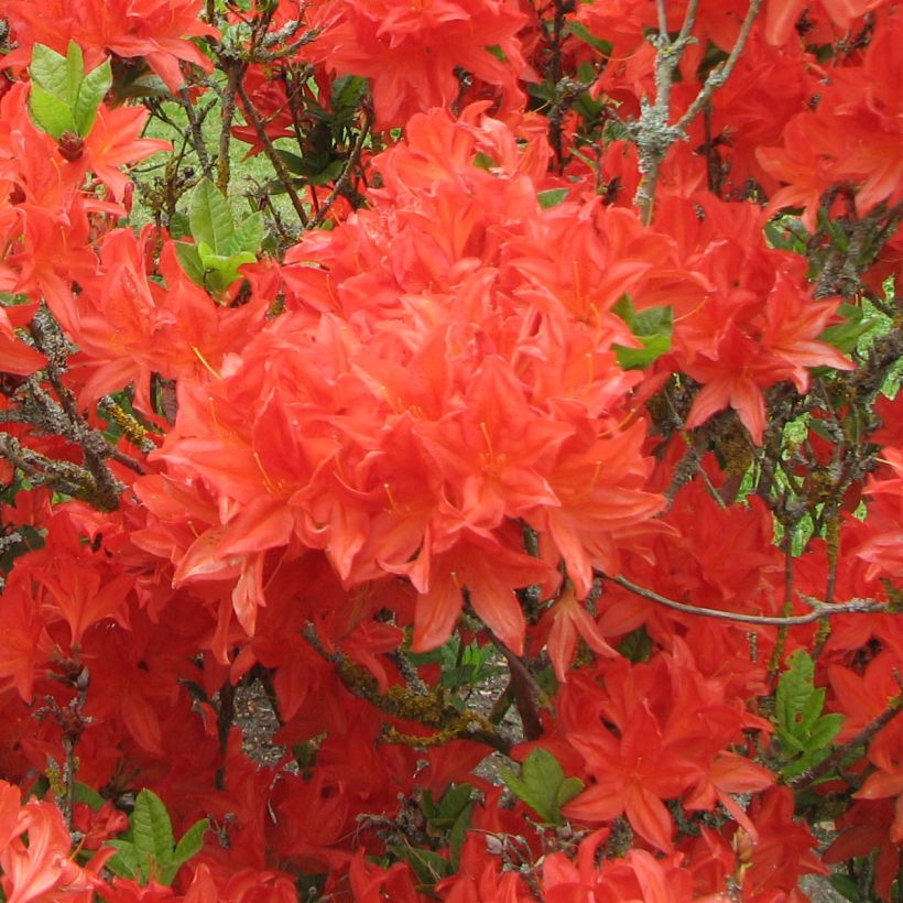 Azalea mollis Koster's Brilliant Red (Fioritura)