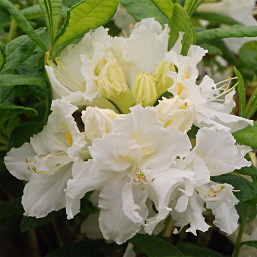 Azalea mollis White Frills (Fioritura)